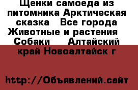 Щенки самоеда из питомника Арктическая сказка - Все города Животные и растения » Собаки   . Алтайский край,Новоалтайск г.